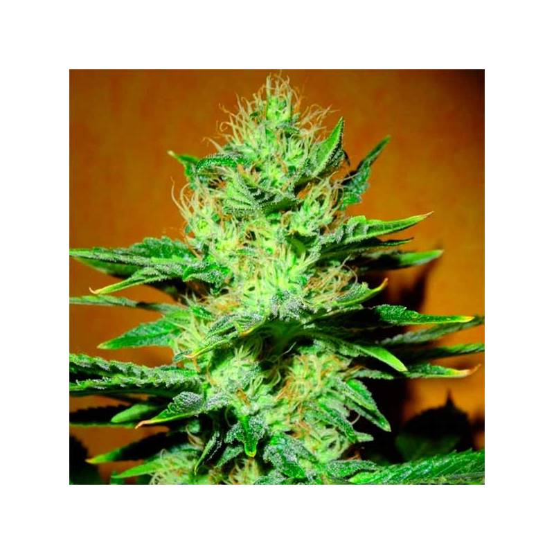 Mamba Negra Feminizada de Blimburn Seeds