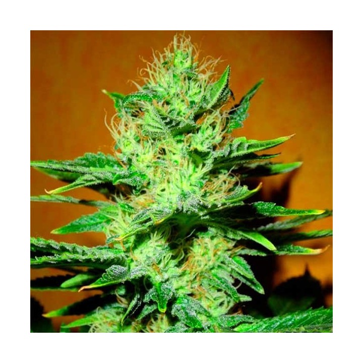 Mamba Negra Autofloreciente Feminizada de Blimburn Seeds