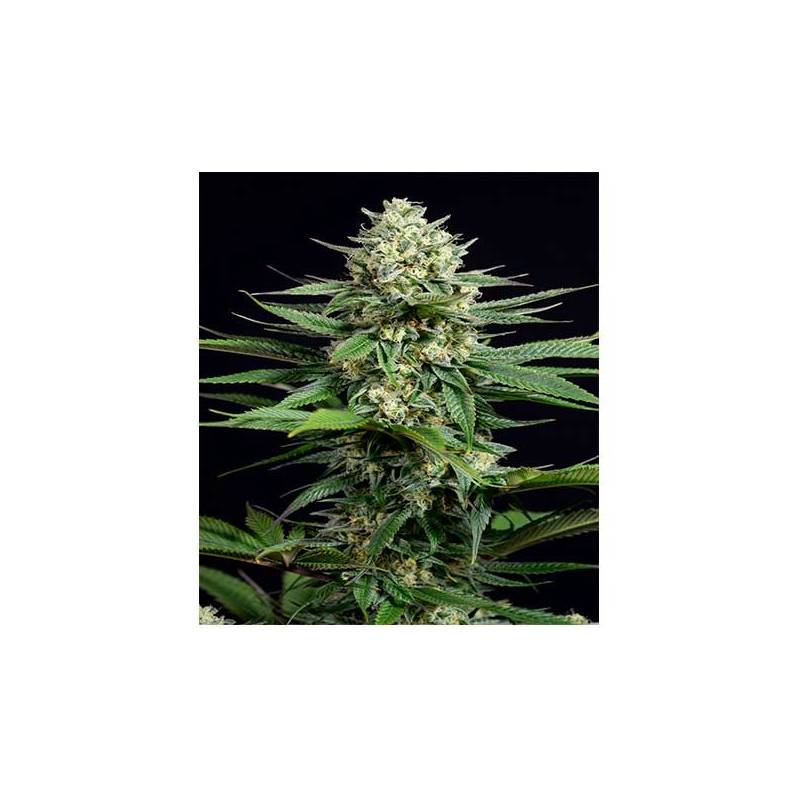 OG Kush CBD Feminizada de Dinafem