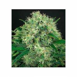 Jack Diesel Cbd Feminizada