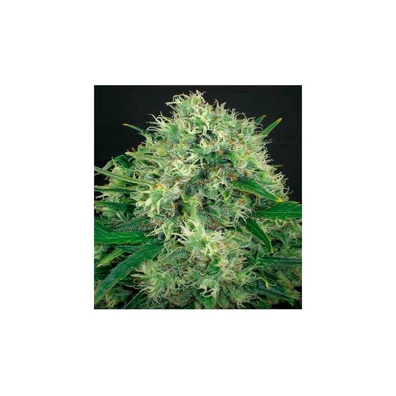 Jack Diesel CBD Feminizada de Positronics