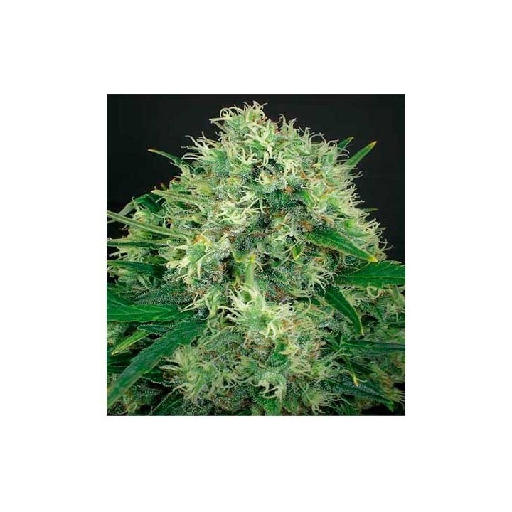 Jack Diesel CBD Feminizada de Positronics