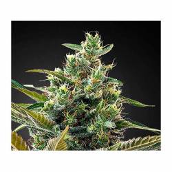 Super Lemon Haze CBD Feminizada de Green House