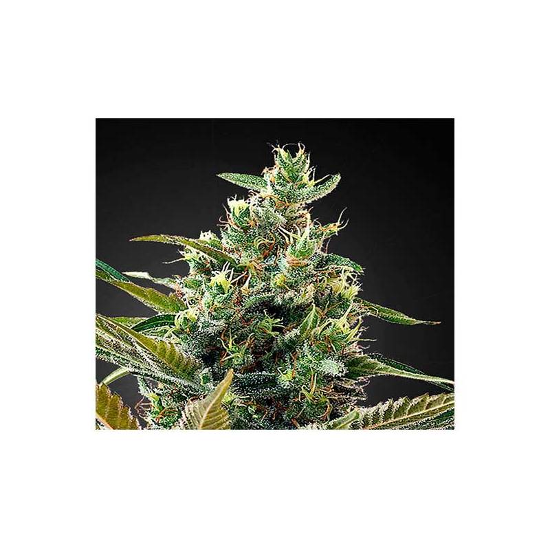 Super Lemon Haze CBD Feminizada de Green House