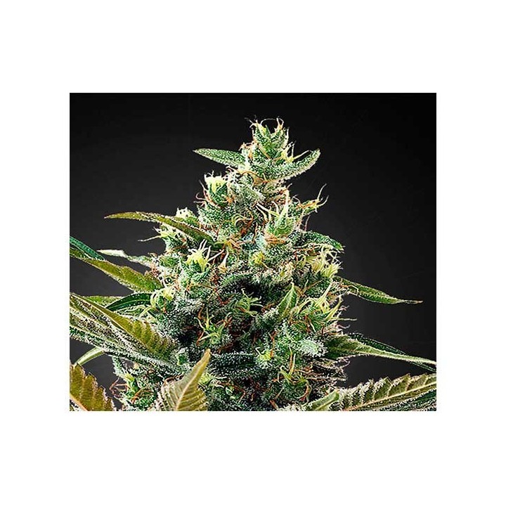 Super Lemon Haze CBD Feminizada de Green House
