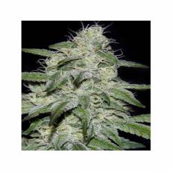 Kritikal Bilbo CBD Feminizada de Genehtik Seeds