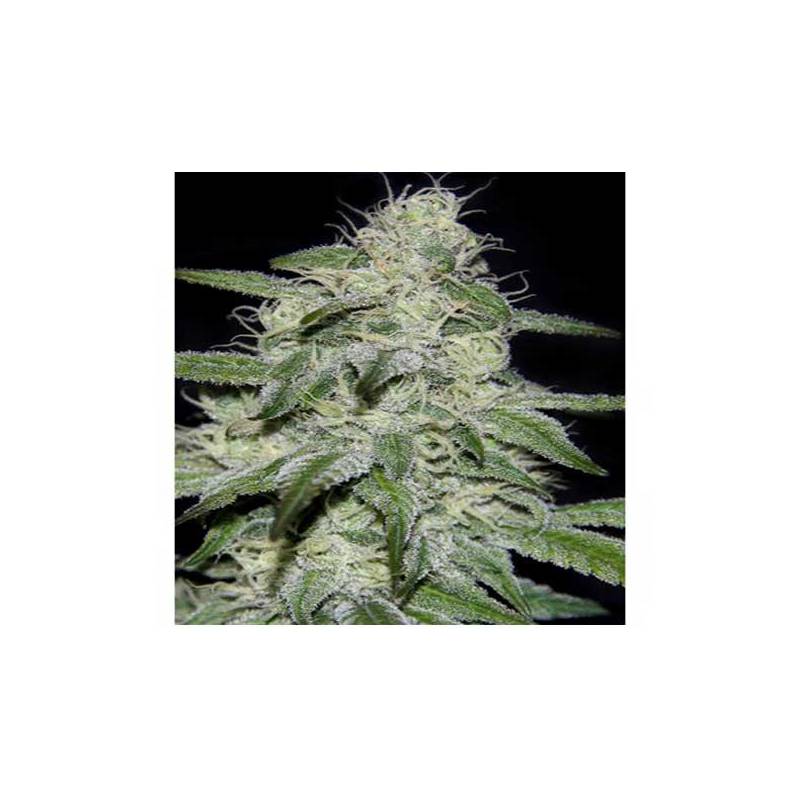 Kritikal Bilbo CBD Feminizada de Genehtik Seeds