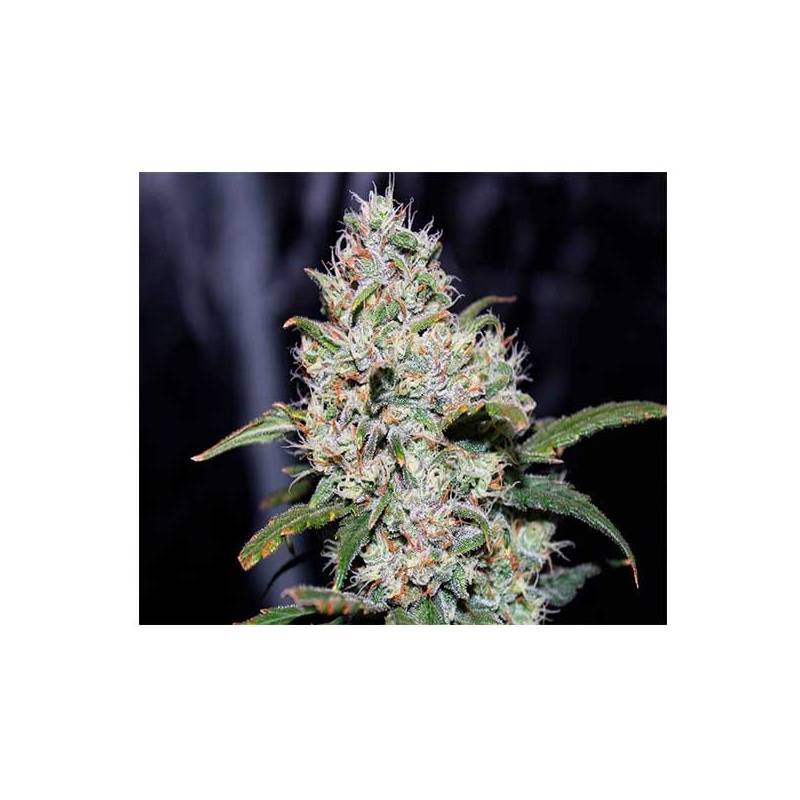 Gorilla Glue Autofloreciente Feminizada de Fastbuds Seeds