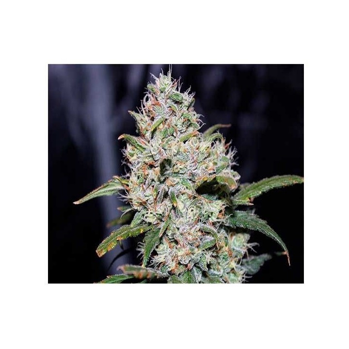 Gorilla Glue Autofloreciente Feminizada de Fastbuds Seeds