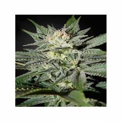 Great White Shark CBD Feminizada de Green House
