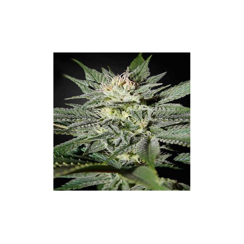 Great White Shark CBD Feminizada de Green House