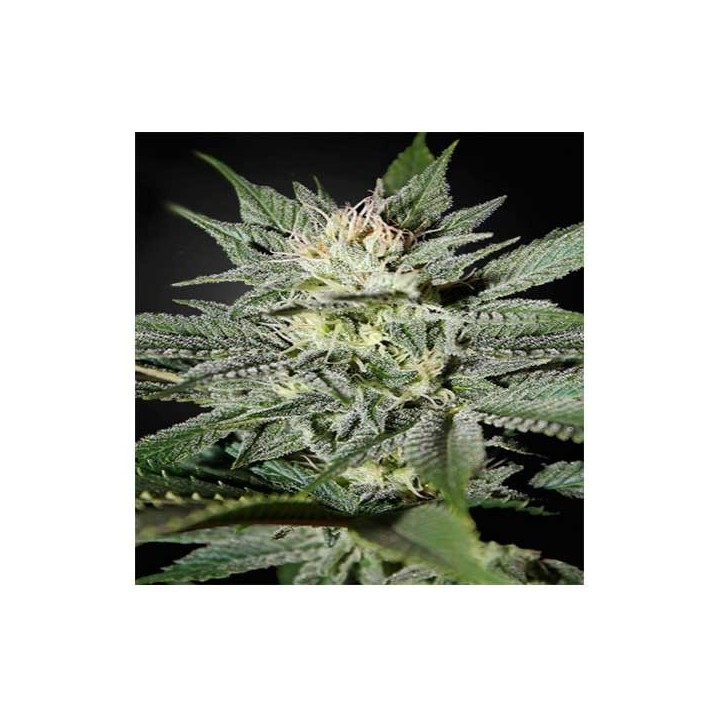 Great White Shark CBD Feminizada de Green House