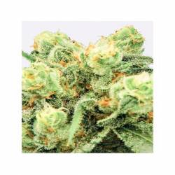 Pre-99 Big Bud Feminizada de Nirvana