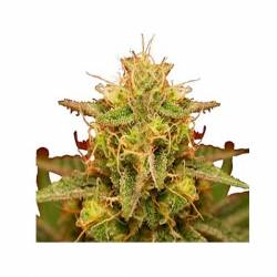 Royal Domina Feminizada de Royal Queen