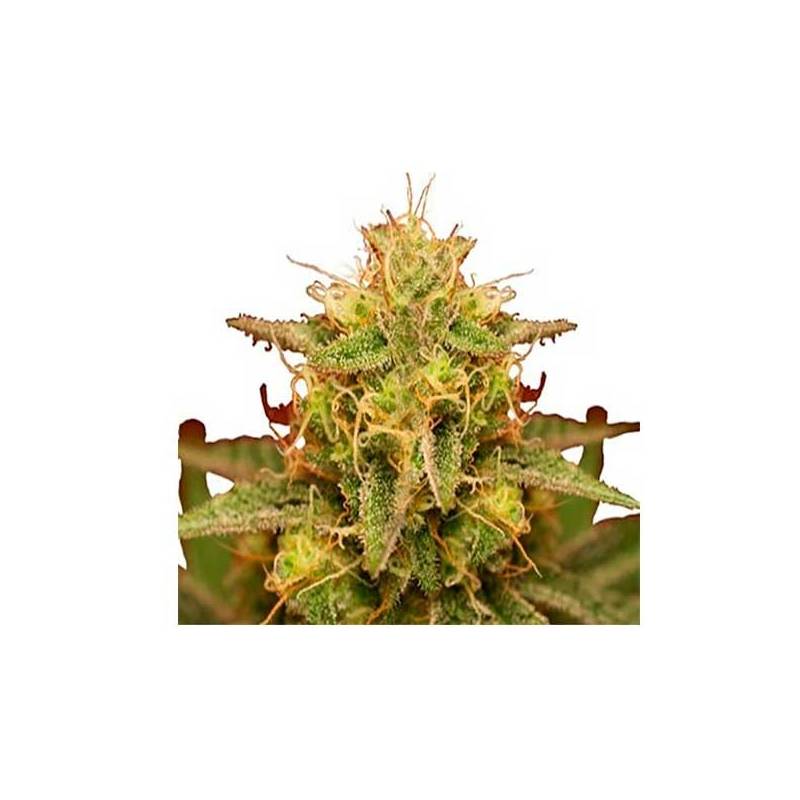 Royal Domina Feminizada de Royal Queen