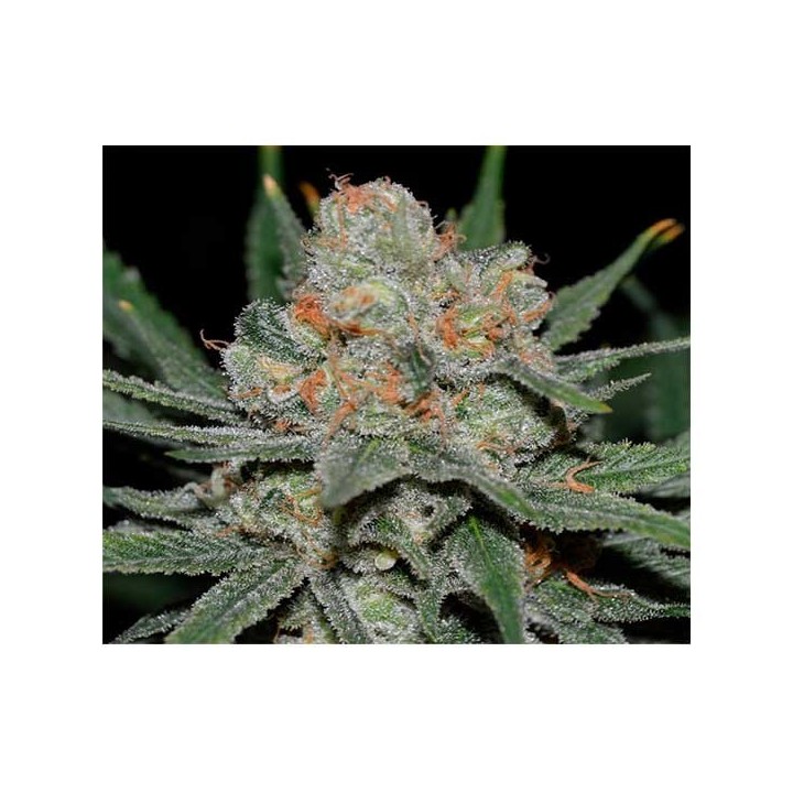Nevil Bilbo Autofloreciente Feminizada de Genehtik Seeds