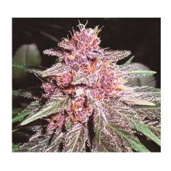 Violeta Feminizada de Ace Seeds