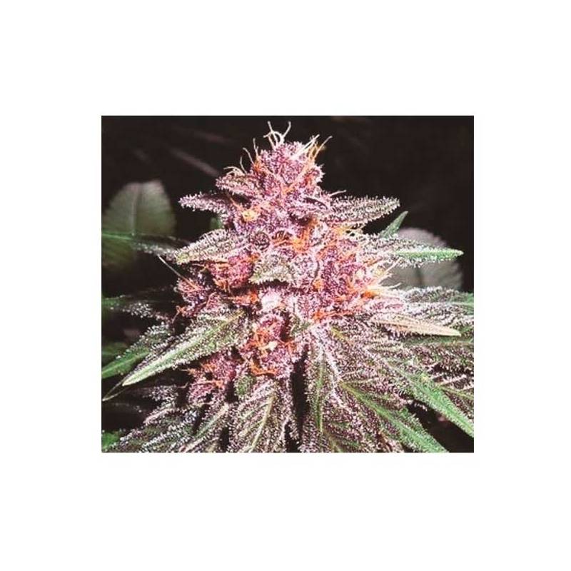 Violeta Feminizada de Ace Seeds