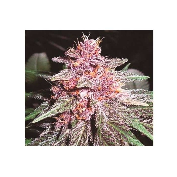 Violeta Regular de Ace Seeds