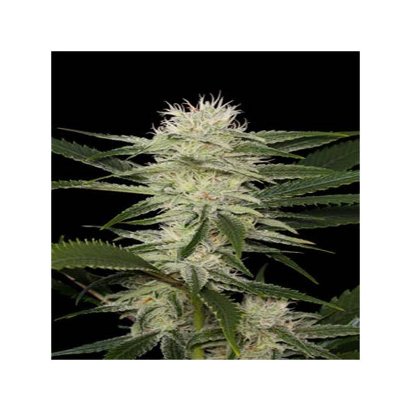 Amnesia Feminizada
