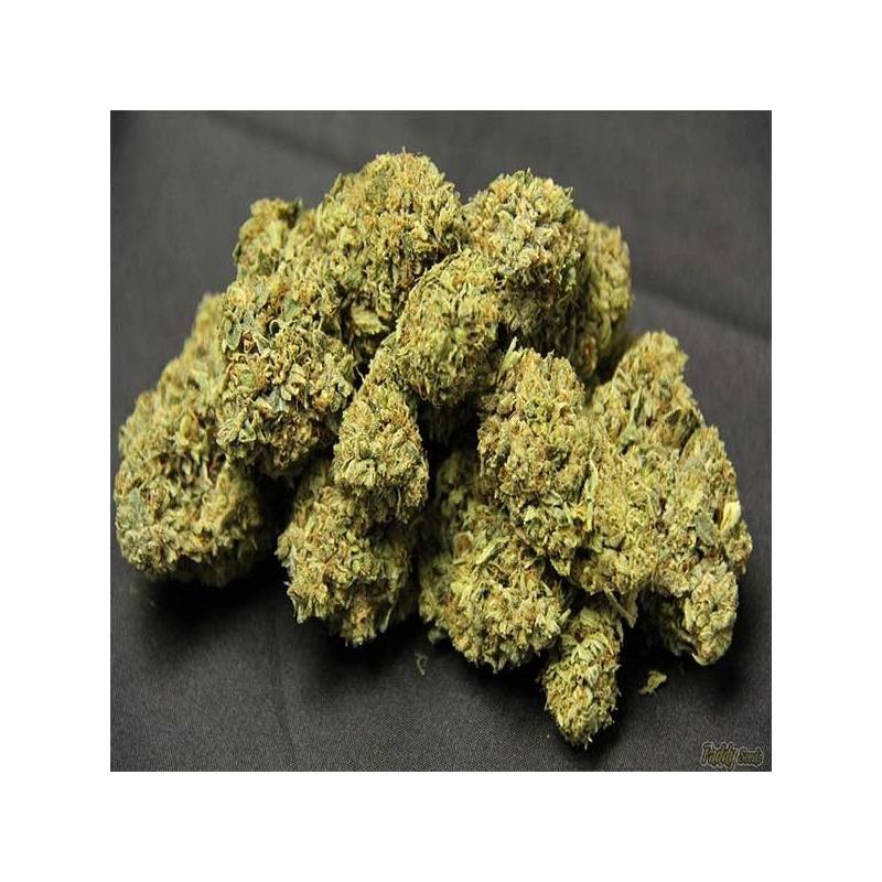 OG Kush Feminizada
