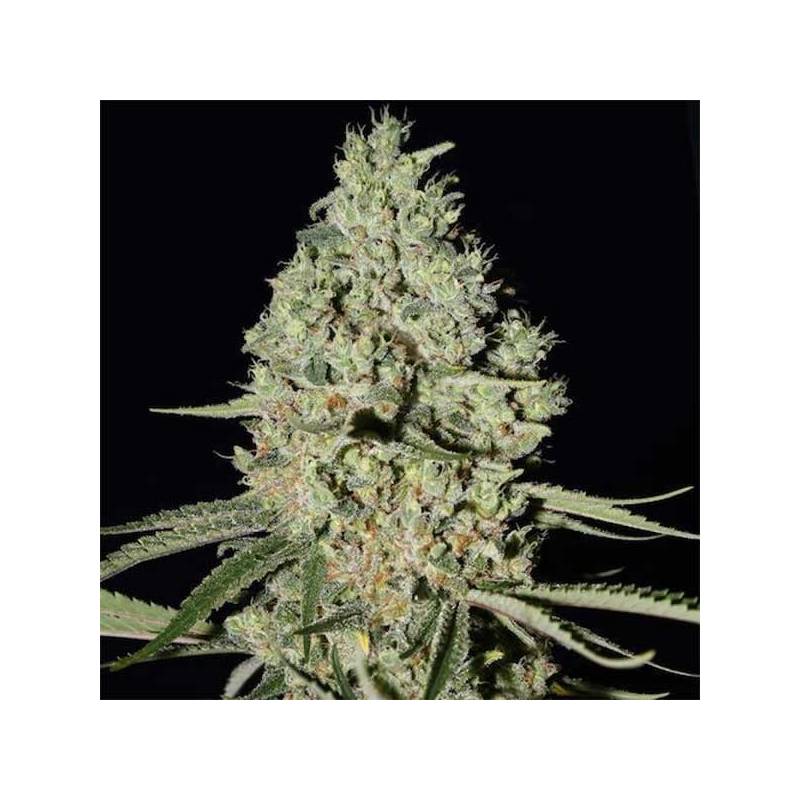 Critical Widow Feminizada
