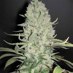 White Widow Feminizada (a granel) - OS de Genericos MP