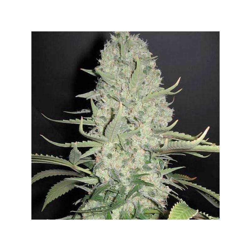 White Widow Feminizada (a granel) - OS de Genericos MP