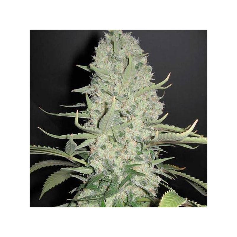 White Widow Feminizada