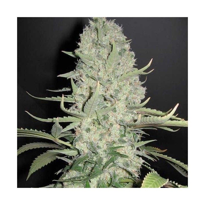 White Widow Feminizada (a granel) - OS de Genericos MP