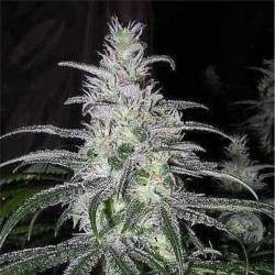 Black Domina Feminizada - OS ( granel) de Genericos MP