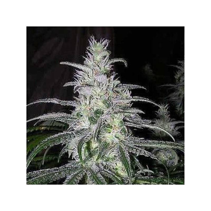 Black Domina Feminizada - OS ( granel) de Genericos MP