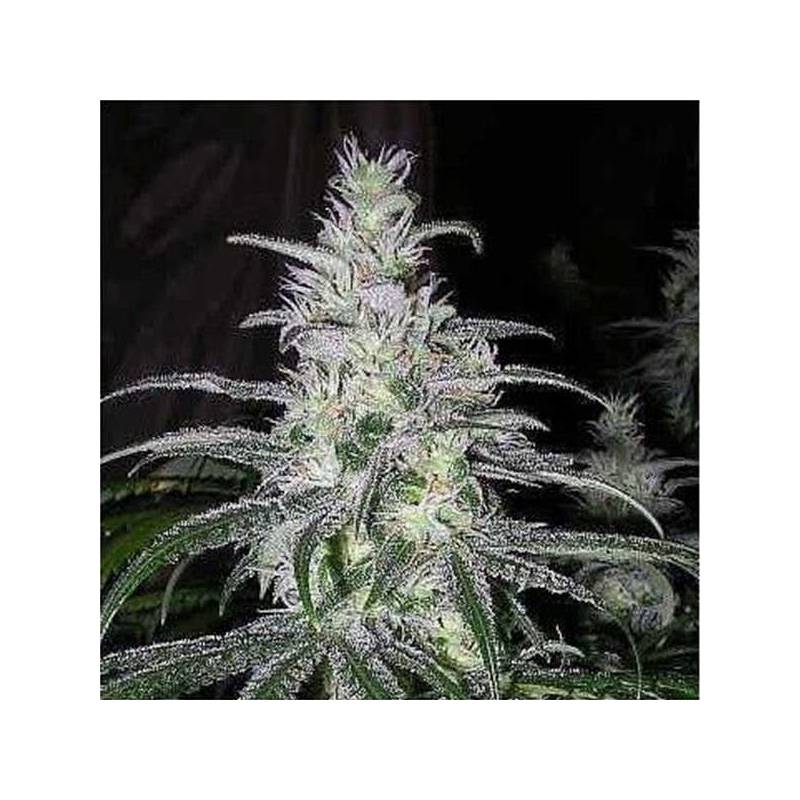 Black Domina Feminizada