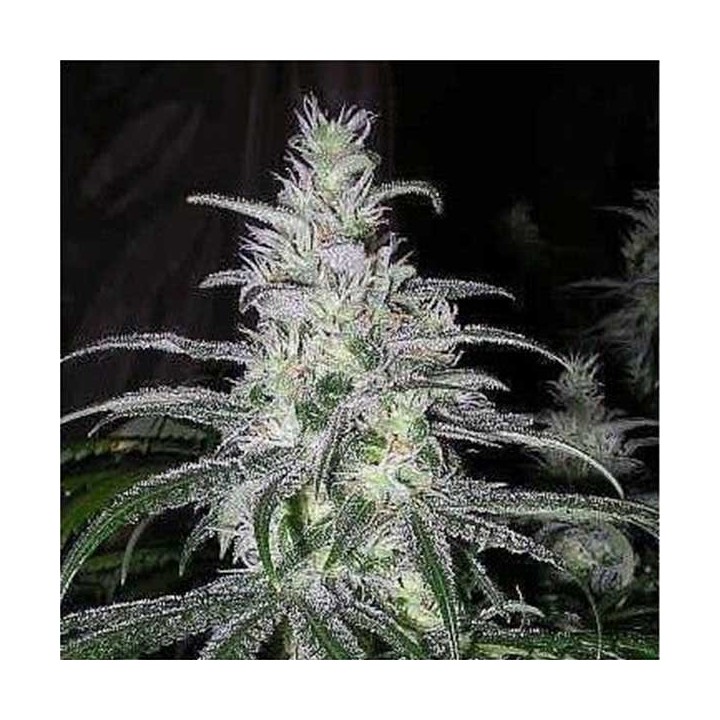 Black Domina Feminizada - OS ( granel) de Genericos MP