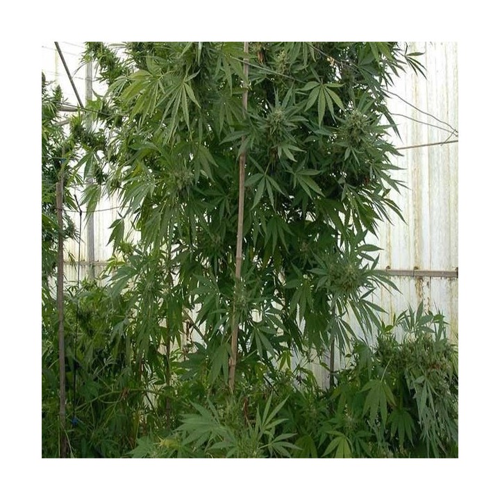 Moby Dick Feminizada (a granel) - OS de Genericos MP