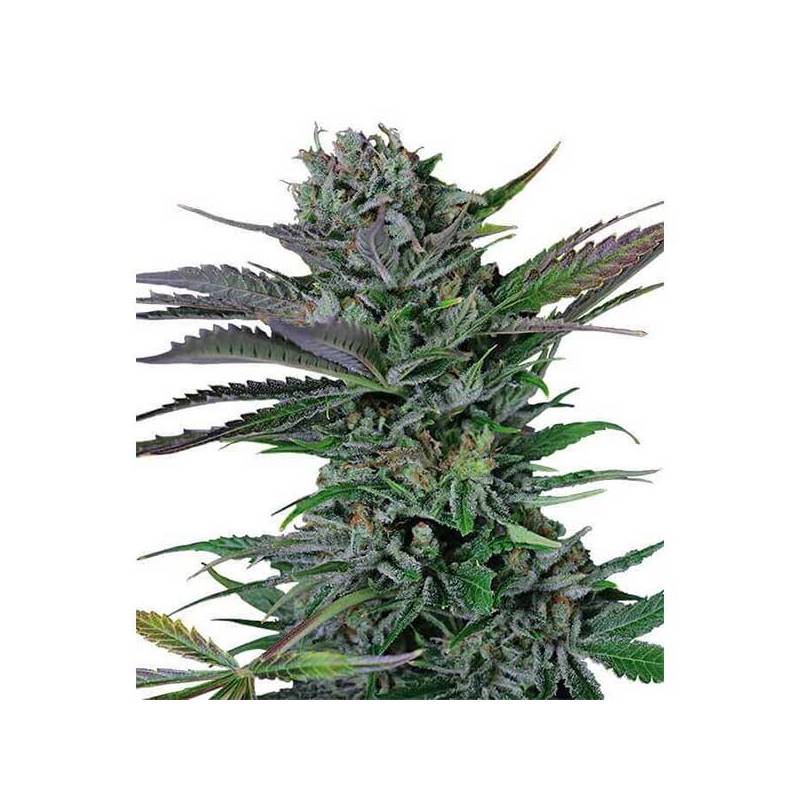Somango Feminizada