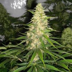 Jack Herer x White Widow Feminizada (a granel) - OS de