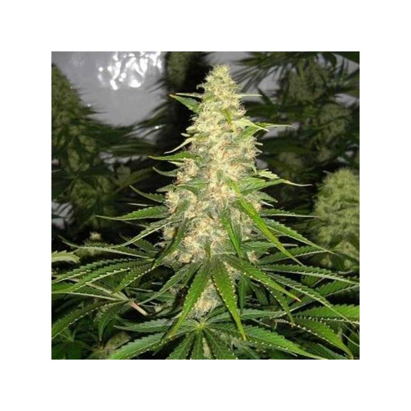 Jack Herer x White Widow Feminizada