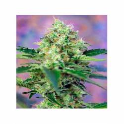 Crystal Candy Autofloreciente Feminizada de Sweet Seeds