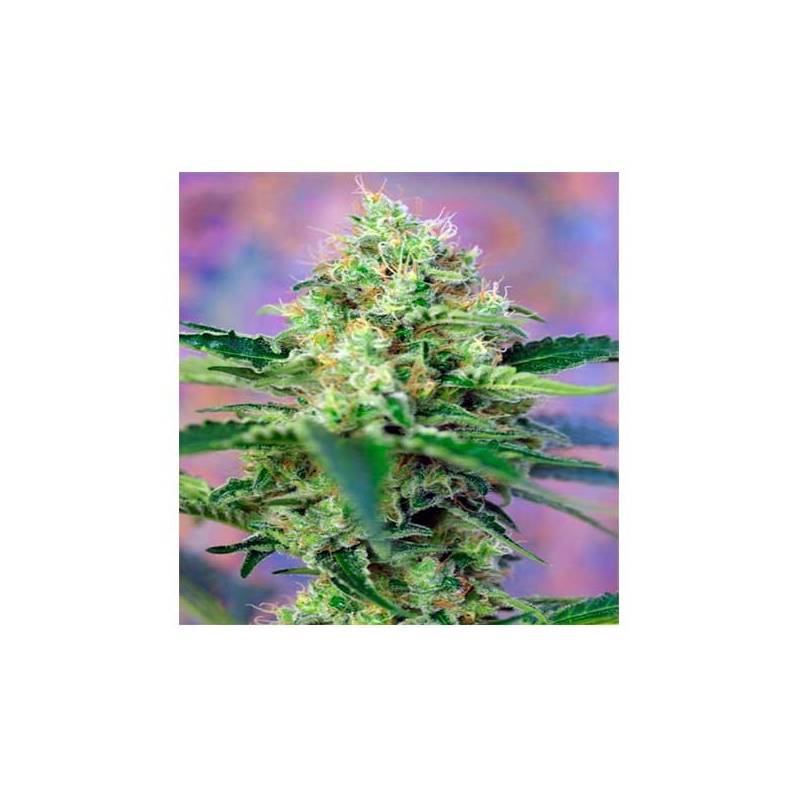 Crystal Candy Autofloreciente Feminizada de Sweet Seeds