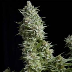 Alpujarreña Autofloreciente Feminizada de Pyramid Seeds