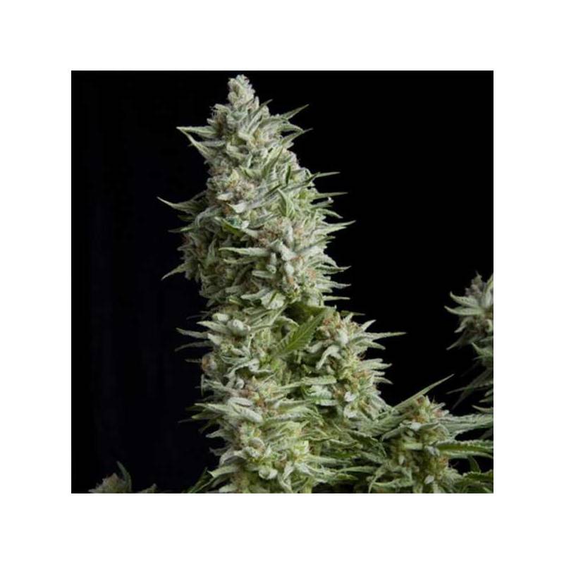 Alpujarreña Autofloreciente Feminizada de Pyramid Seeds