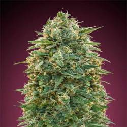 Amnesia Feminizada de Advanced Seeds