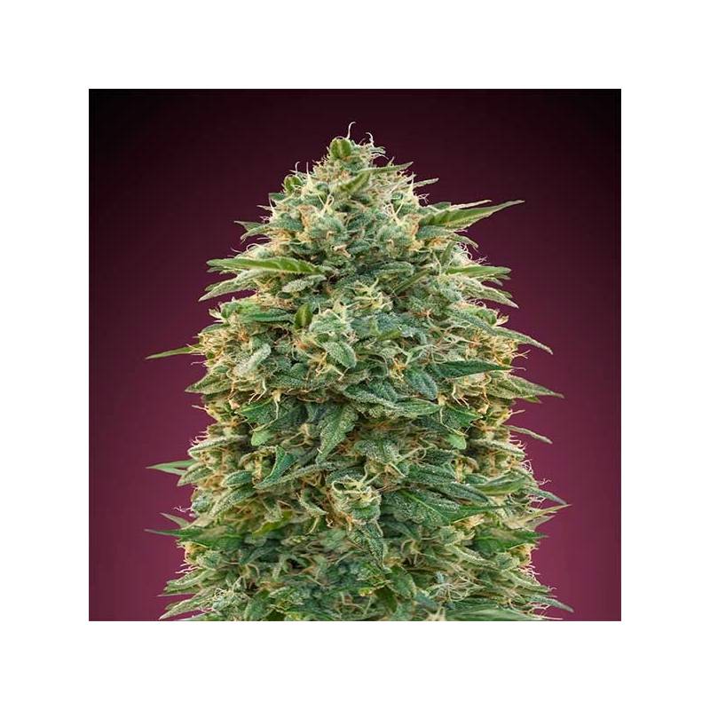 Amnesia Feminizada de Advanced Seeds