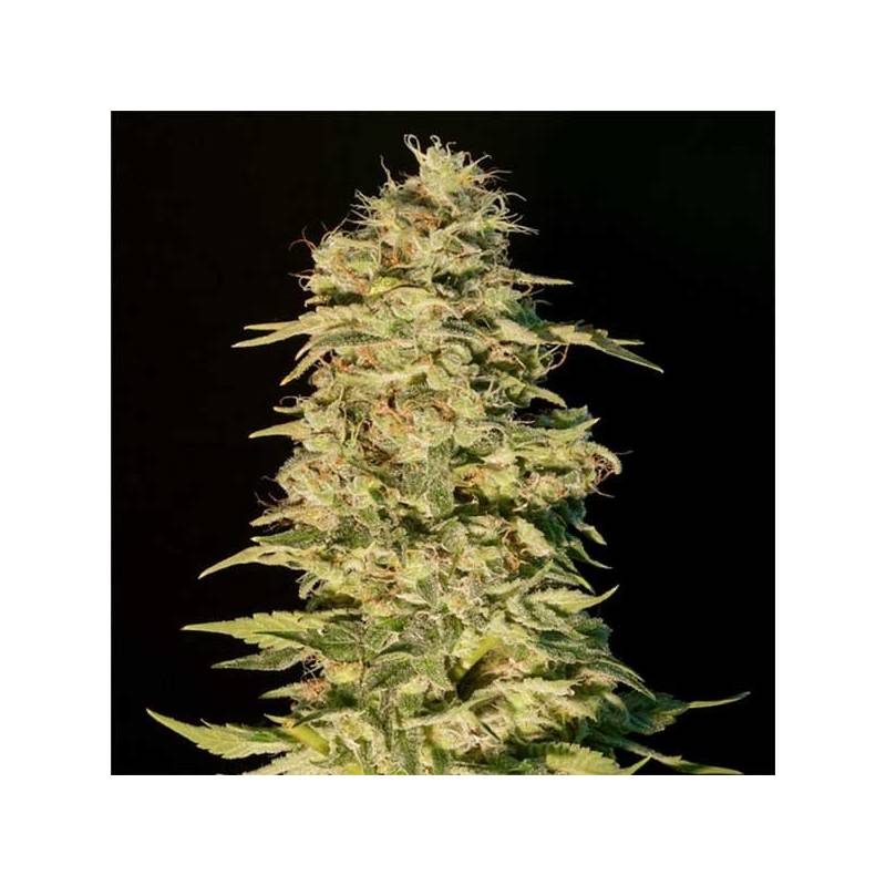 OG Lemon Bilbo Feminizada de Genehtik Seeds