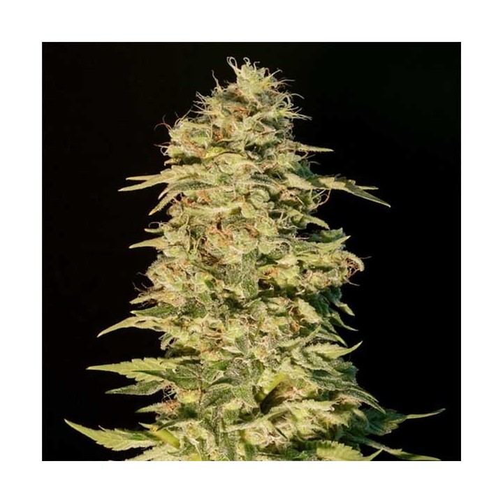 OG Lemon Bilbo Feminizada de Genehtik Seeds