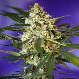 Fast Bud 2 Autofloreciente Feminizada de Sweet Seeds