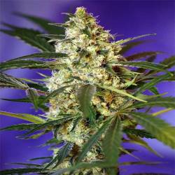 Fast Bud 2 Autofloreciente Feminizada de Sweet Seeds