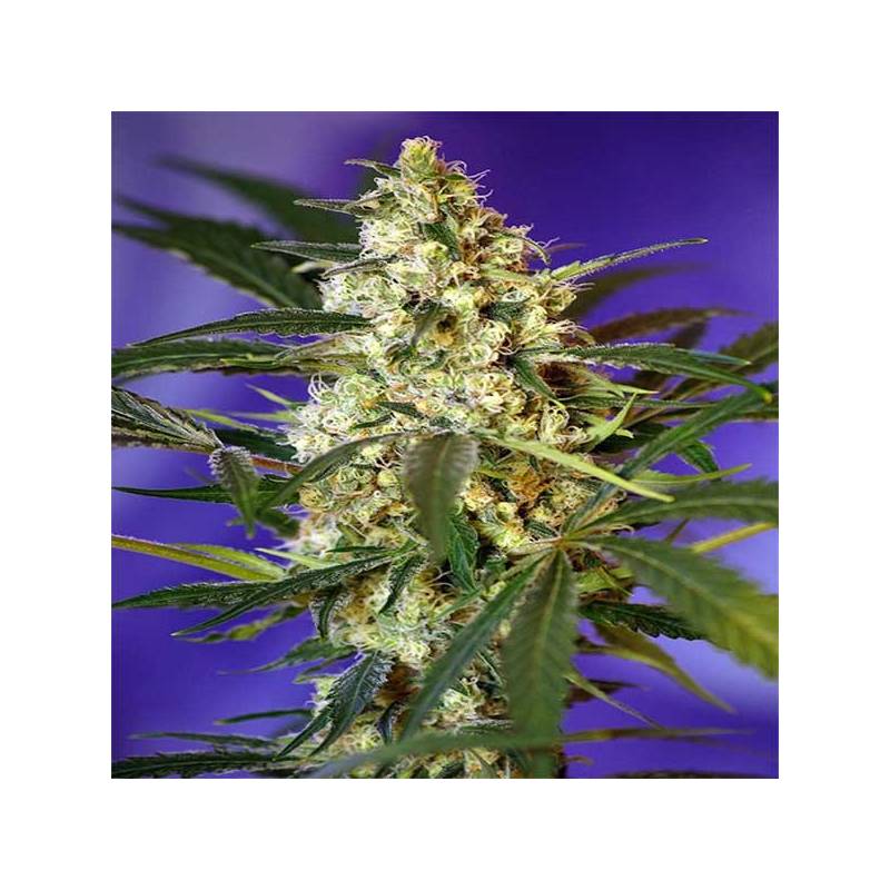 Fast Bud 2 Autofloreciente Feminizada de Sweet Seeds