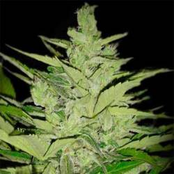 Llimonet Haze CBD Autofloreciente Feminizada de Elite Seeds